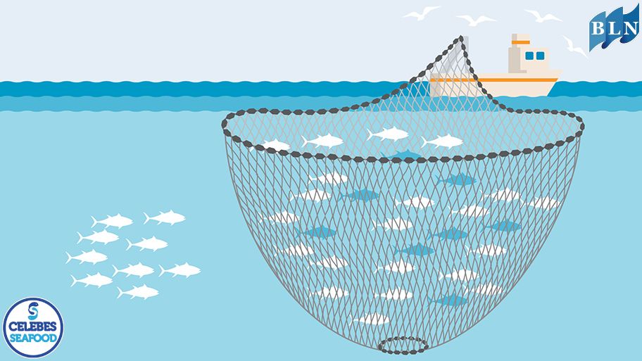 Purse Seine Fishing Technique Effective and Efficient